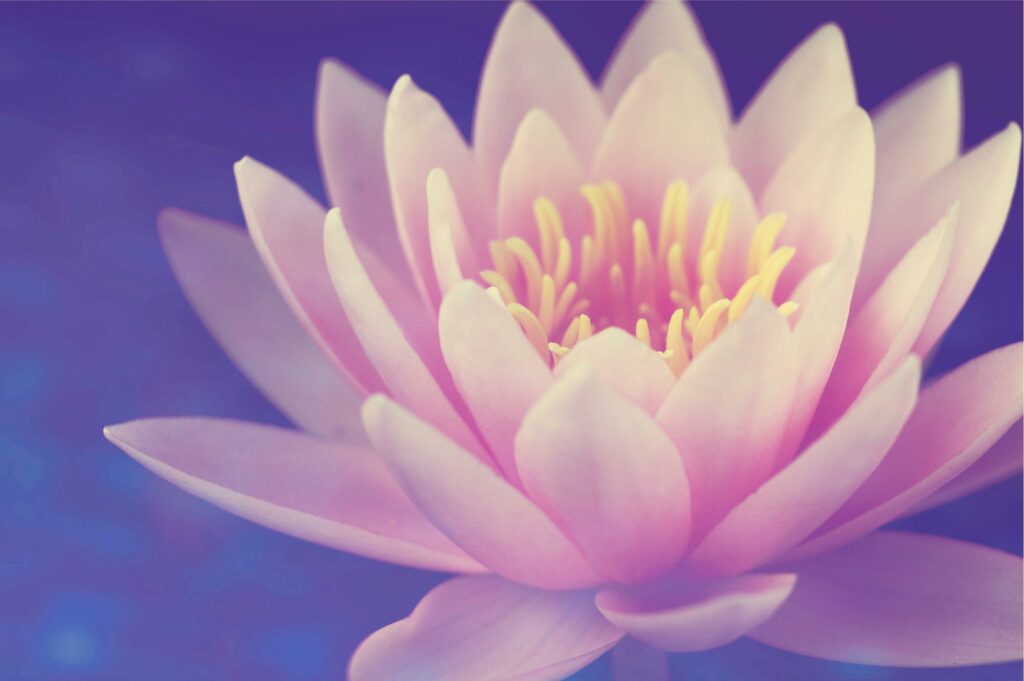 Photographie d'une fleur de lotus